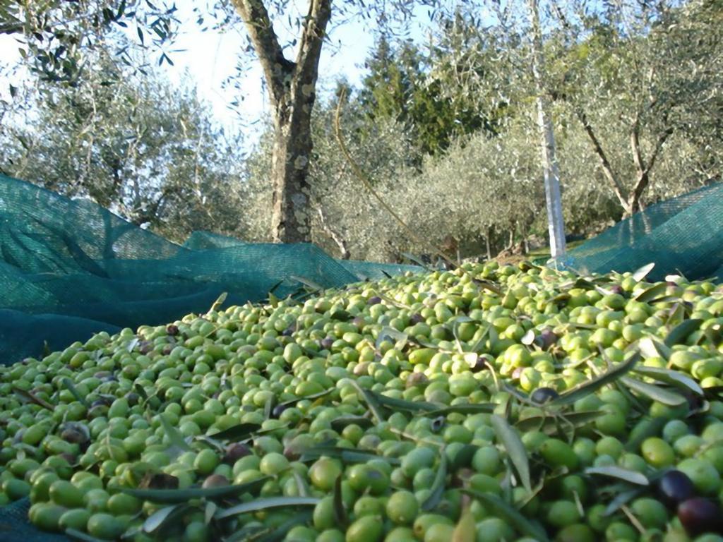 Poderesulle soglie del Bosco appartament&rooms Pescia Esterno foto