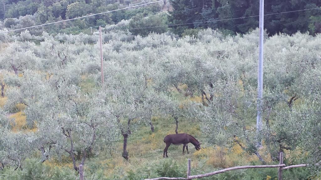 Poderesulle soglie del Bosco appartament&rooms Pescia Esterno foto