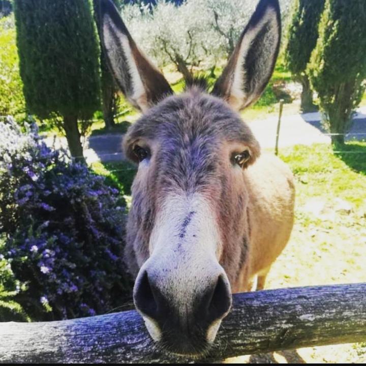 Poderesulle soglie del Bosco appartament&rooms Pescia Esterno foto